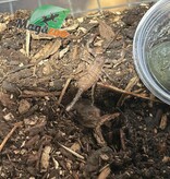 Magazoo Baby Black Asian scorpion (Sold with enclosure) /Heterometrus spinifer