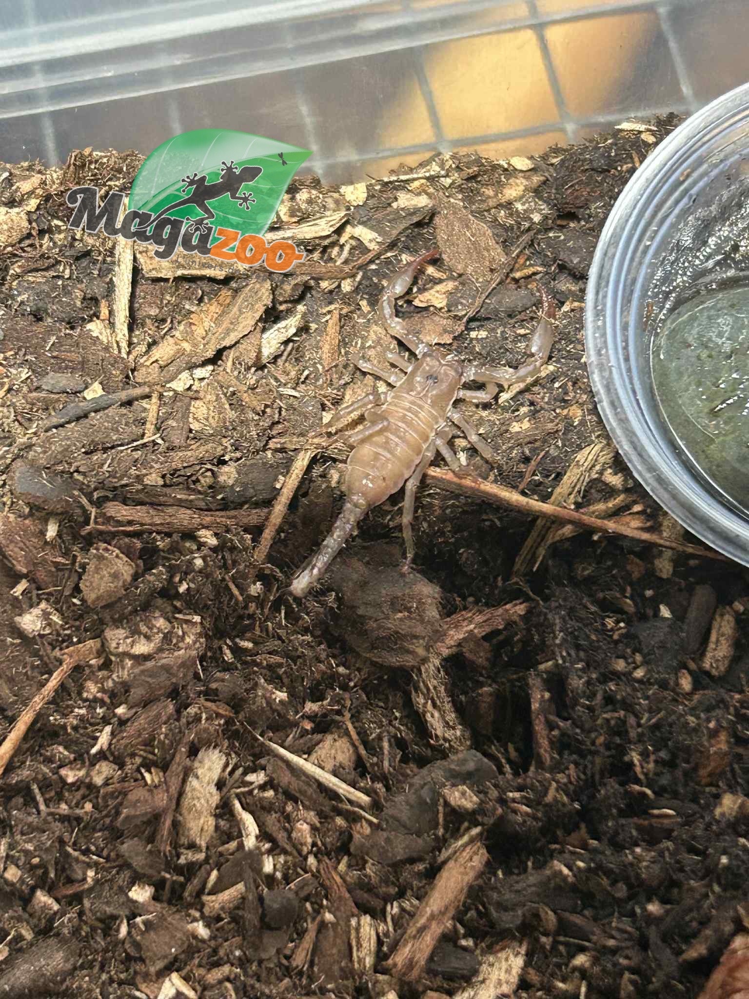 Magazoo Baby Black Asian scorpion (Sold with enclosure) /Heterometrus spinifer