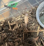 Magazoo Scorpion noir d'Asie Bébé (Vendu avec enclos) /Heterometrus spinifer