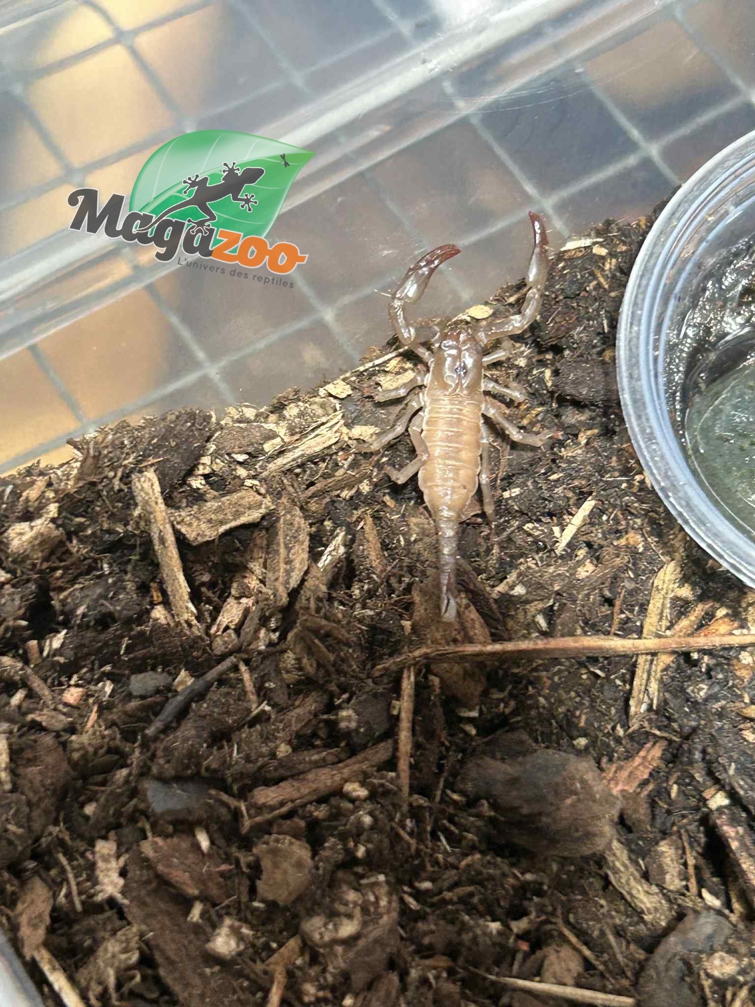 Magazoo Baby Black Asian scorpion (Sold with enclosure) /Heterometrus spinifer