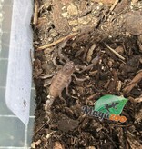 Magazoo Scorpion noir d'Asie Bébé (Vendu avec enclos) /Heterometrus spinifer