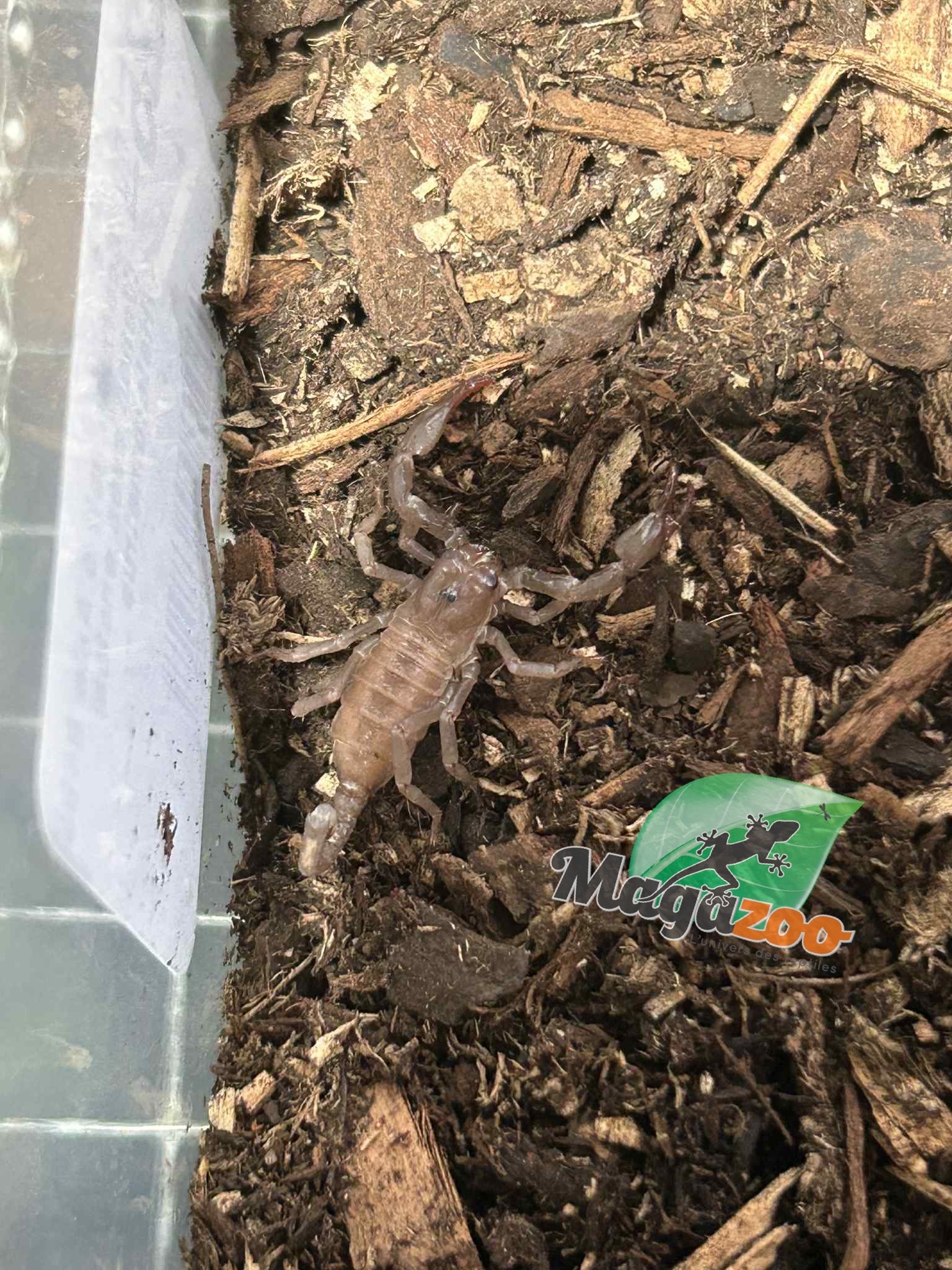 Magazoo Scorpion noir d'Asie Bébé (Vendu avec enclos) /Heterometrus spinifer