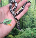 Magazoo Mosaic California king snake #1