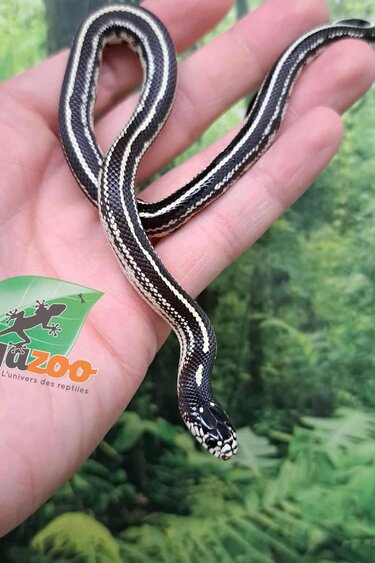 Magazoo Serpent roi Californie Ligné #1