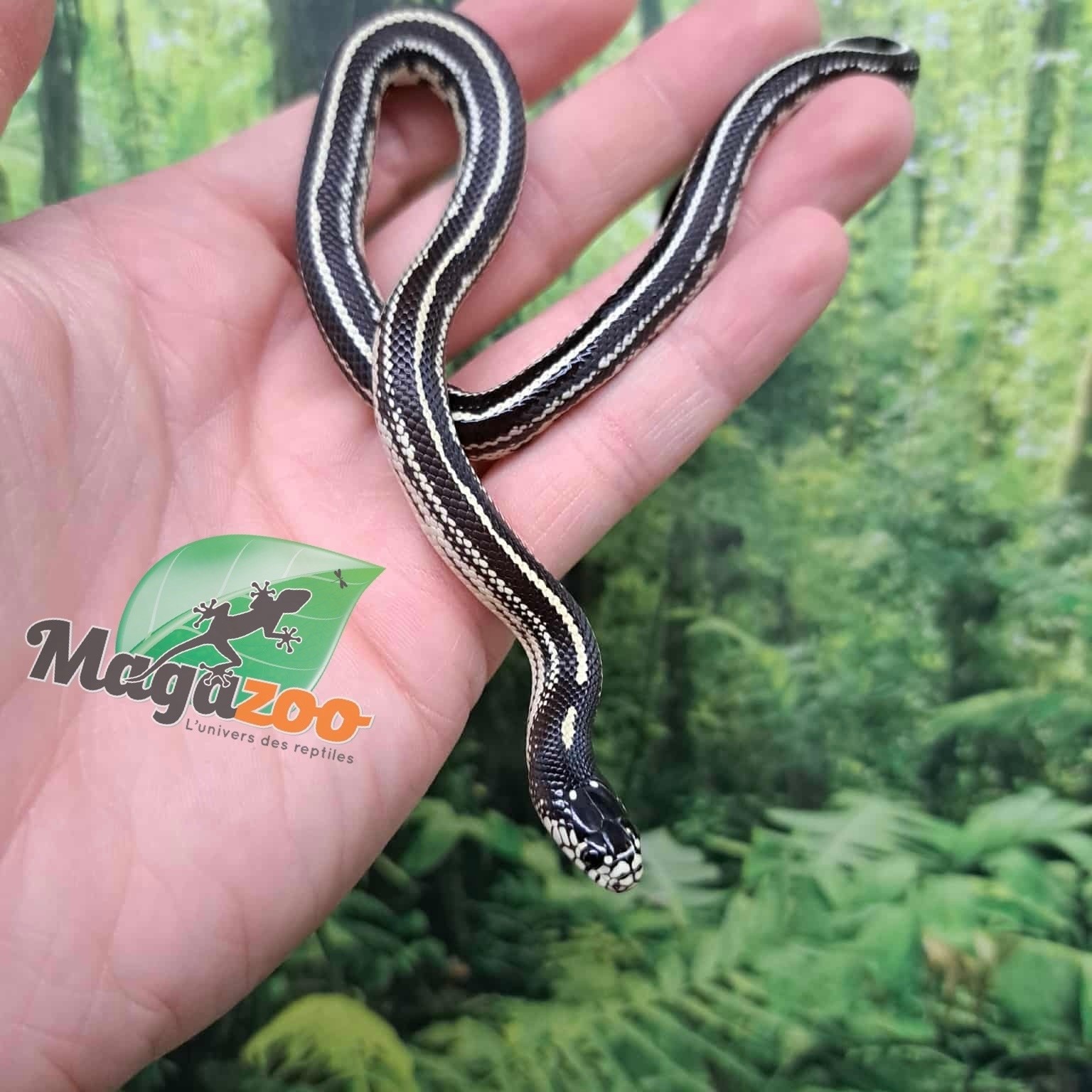 Magazoo Mosaic California king snake #1