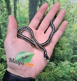 Magazoo Serpent roi Californie Ligné #1