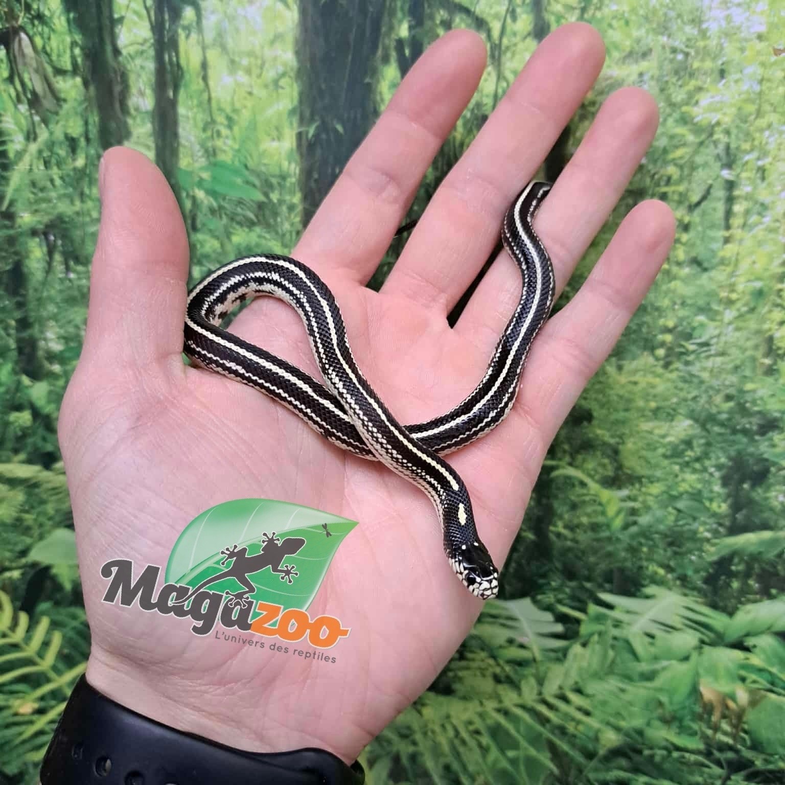 Magazoo Serpent roi Californie Ligné #1