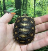 Magazoo Tortue charbonnière Bébé 2025 #2