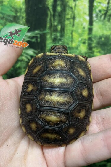 Magazoo Tortue charbonnière Bébé 2025 #2