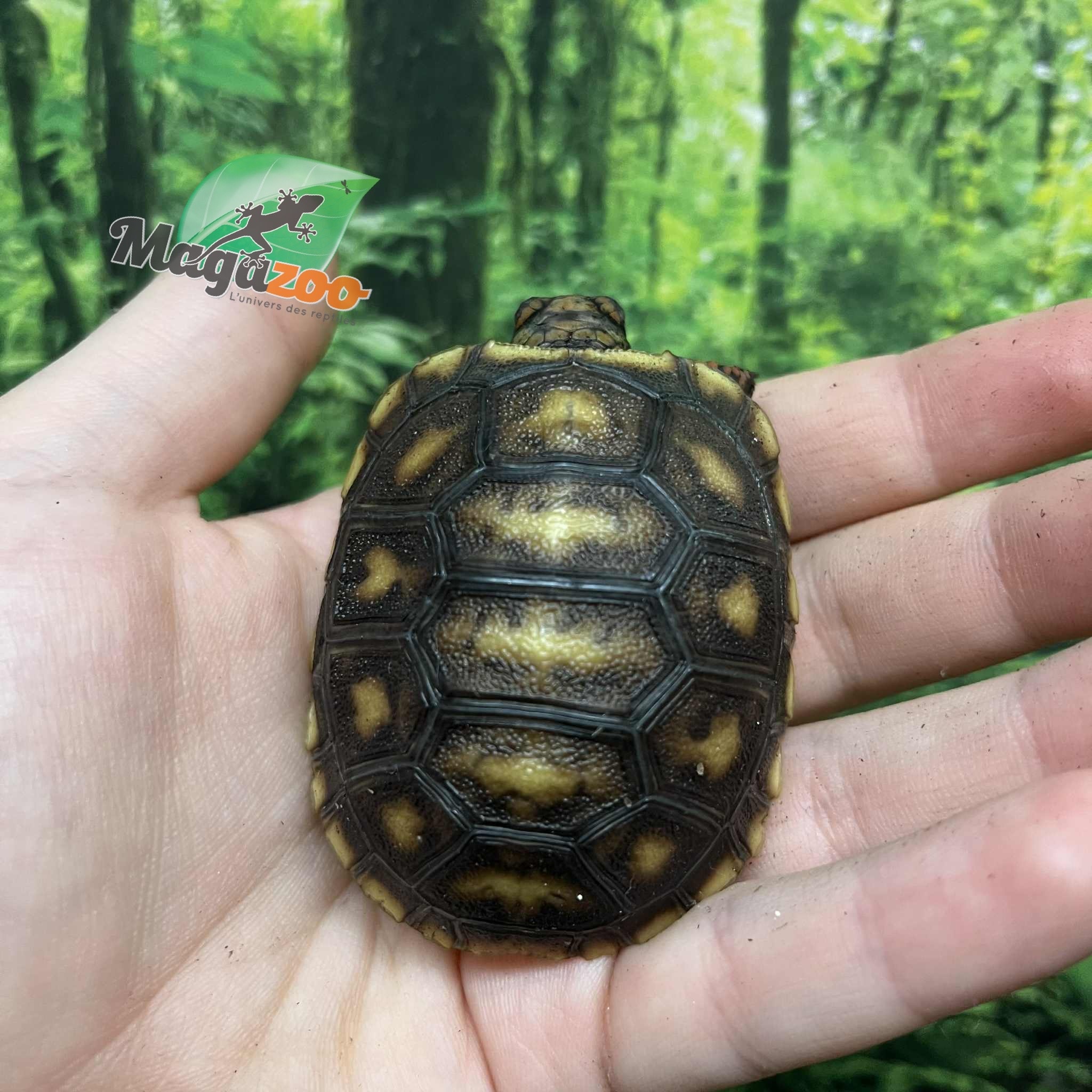 Magazoo Baby 2025 Red-footed Tortoise #2