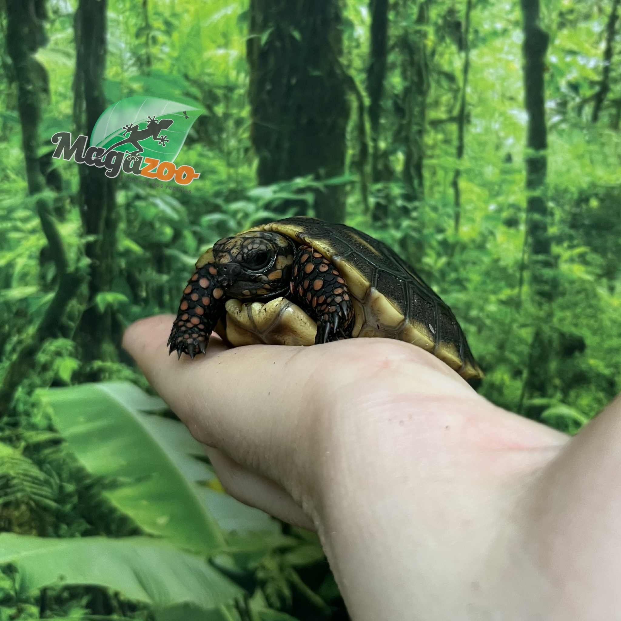 Magazoo Baby 2025 Red-footed Tortoise #2