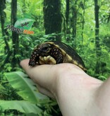 Magazoo Baby 2025 Red-footed Tortoise #2