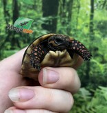 Magazoo Tortue charbonnière Bébé 2025 #2
