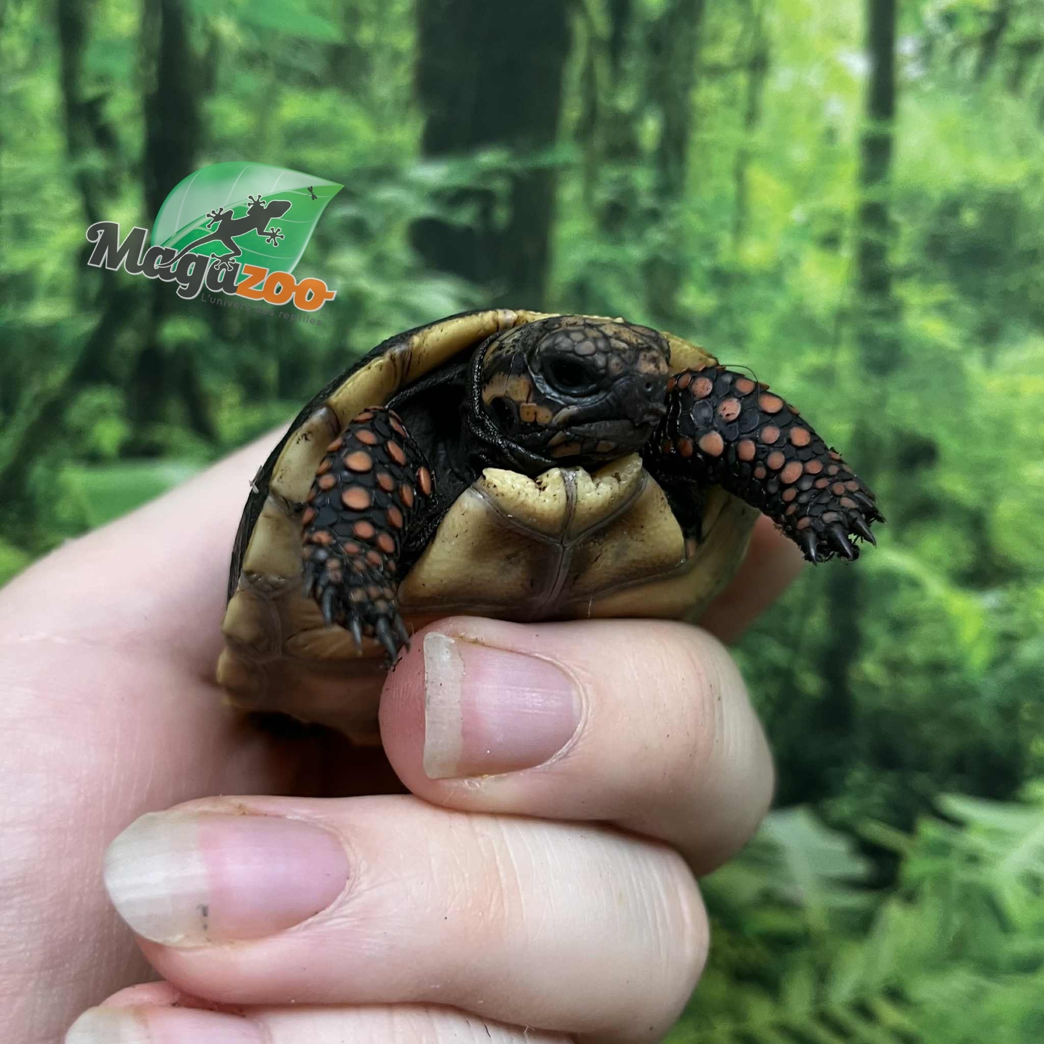 Magazoo Tortue charbonnière Bébé 2025 #2