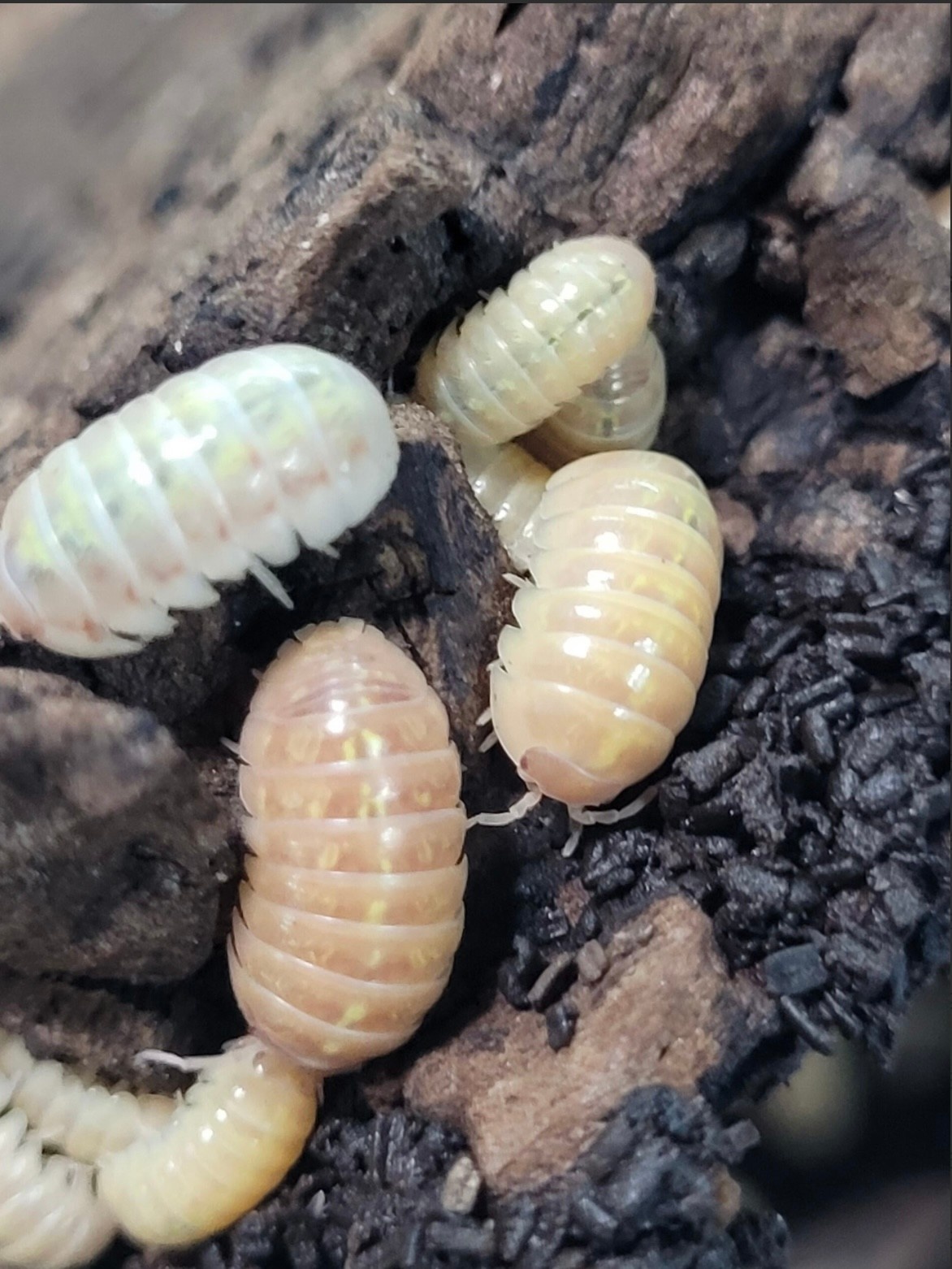 La Swamp Woodlouse Culture - Isopods - A. Sp Albino T- 10+
