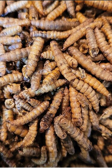 La Swamp Dried soldier fly larvae