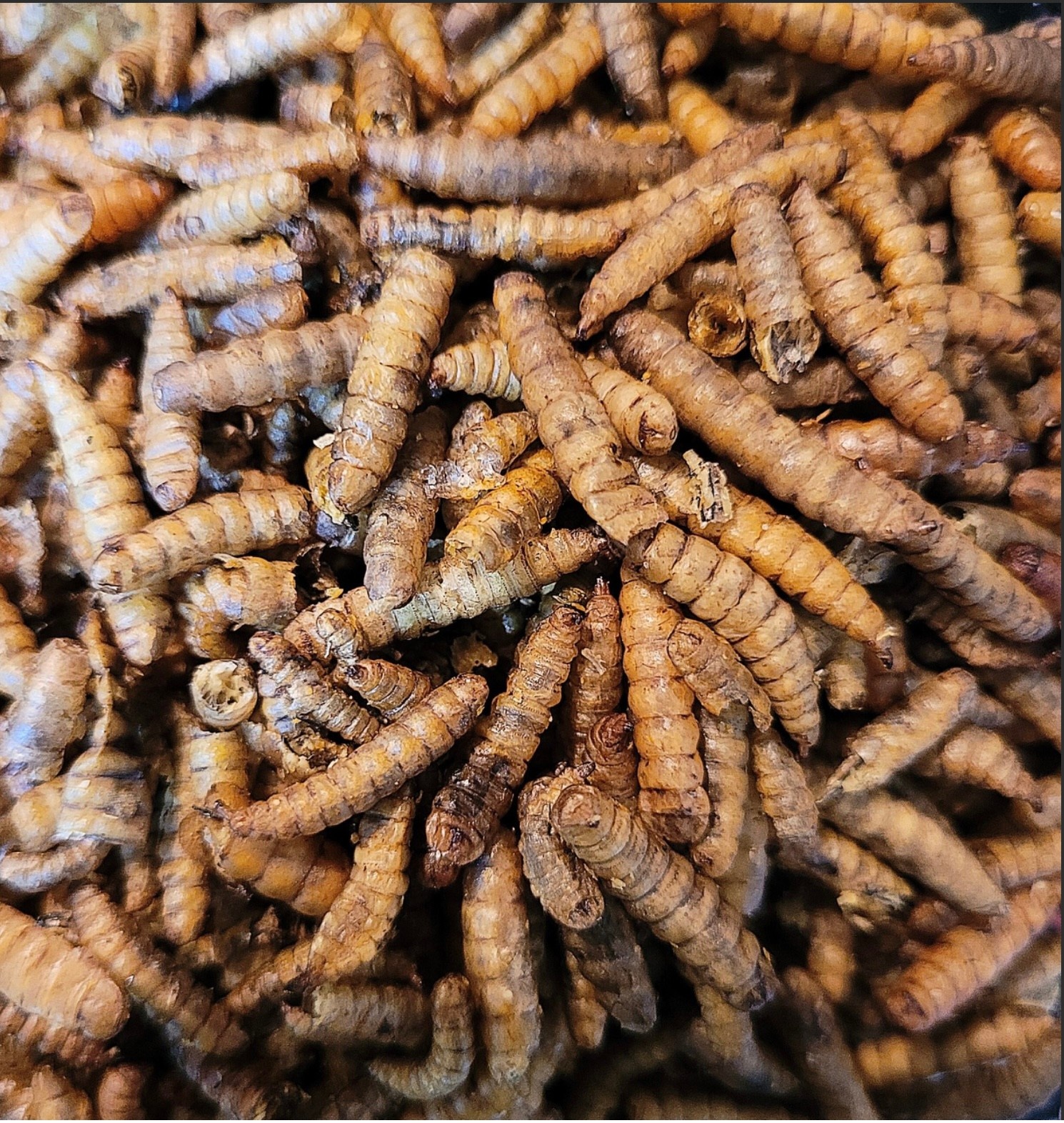 La Swamp Dried soldier fly larvae