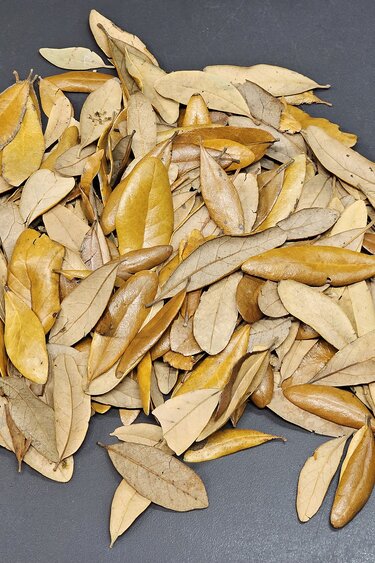 La Swamp LA SWAMP Virginia Oak Leaves