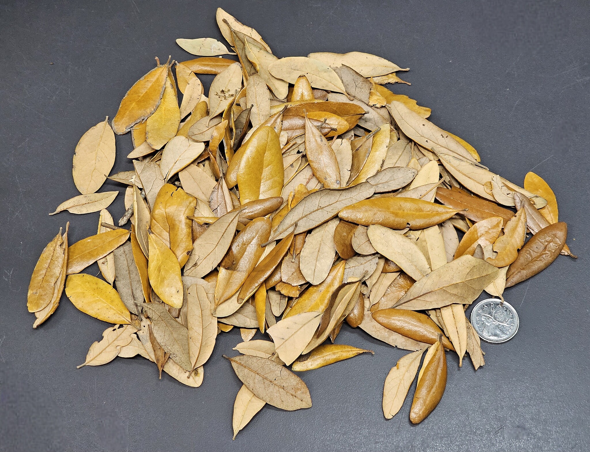 La Swamp LA SWAMP Feuilles de chêne de Virginie