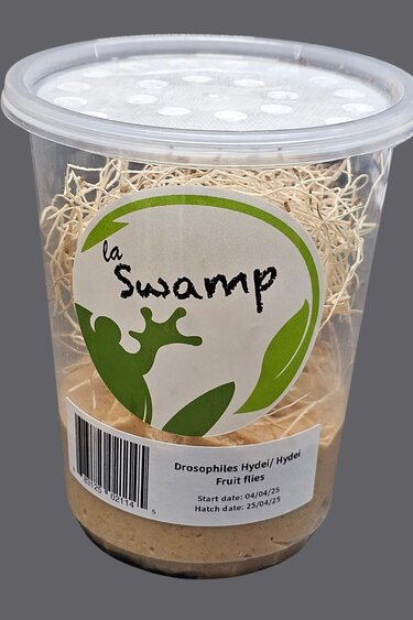 La Swamp Cultivated Fruit Fly/Fruit Flies Drosophila Hydei