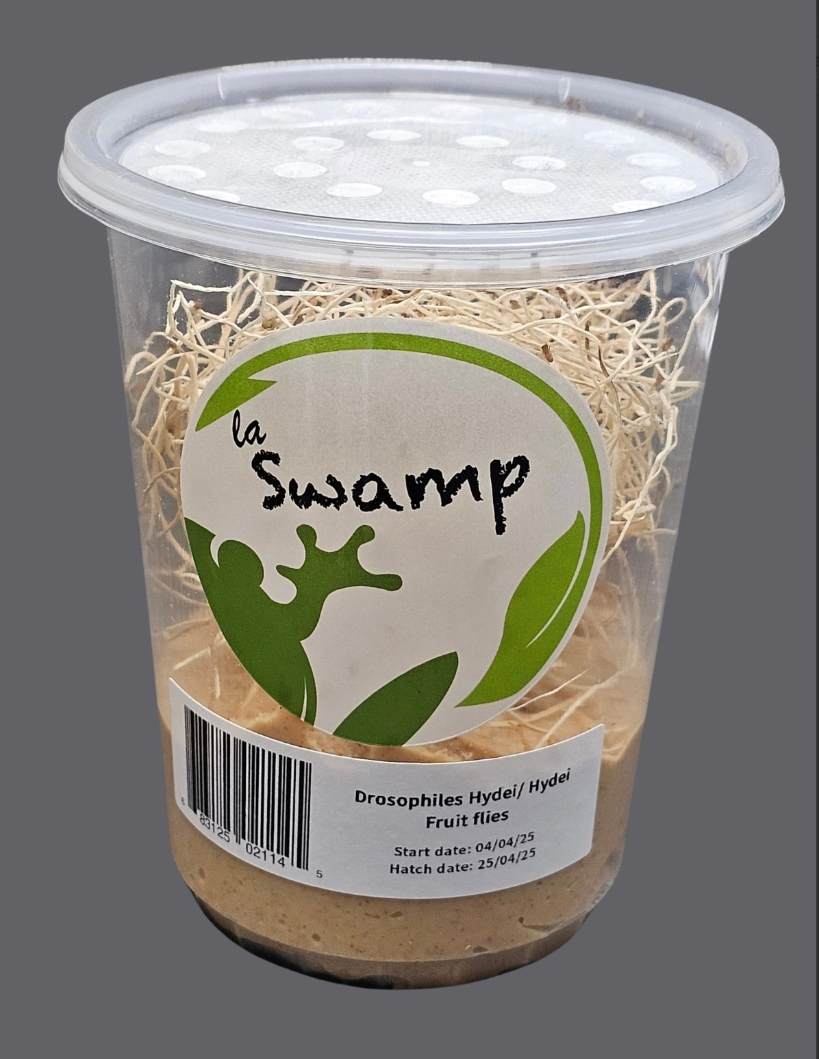 La Swamp Culture Mouche à fruit/Fruit Flies Drosophila Hydei