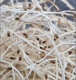 La Swamp  Cultivated Fruit Fly/Fruit Flies Drosophila Hydei