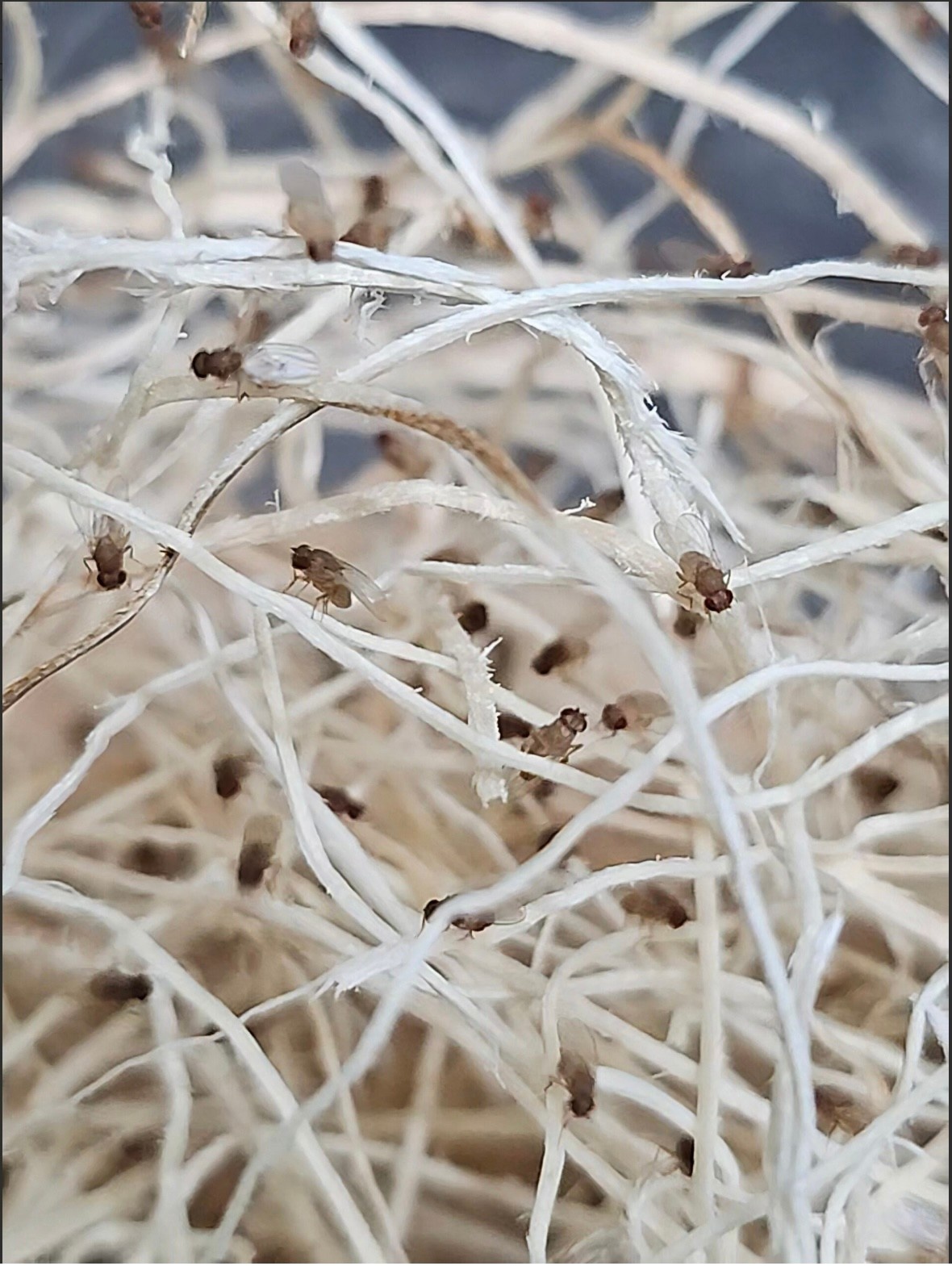 La Swamp  Cultivated Fruit Fly/Fruit Flies Drosophila Hydei