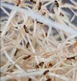 La Swamp Culture de mouche à fruit/Fruit Flies   Drosophila Melanogaster