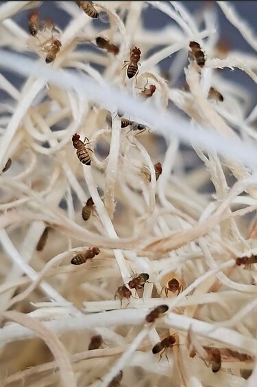 La Swamp Culture de mouche à fruit/Fruit Flies   Drosophila Melanogaster