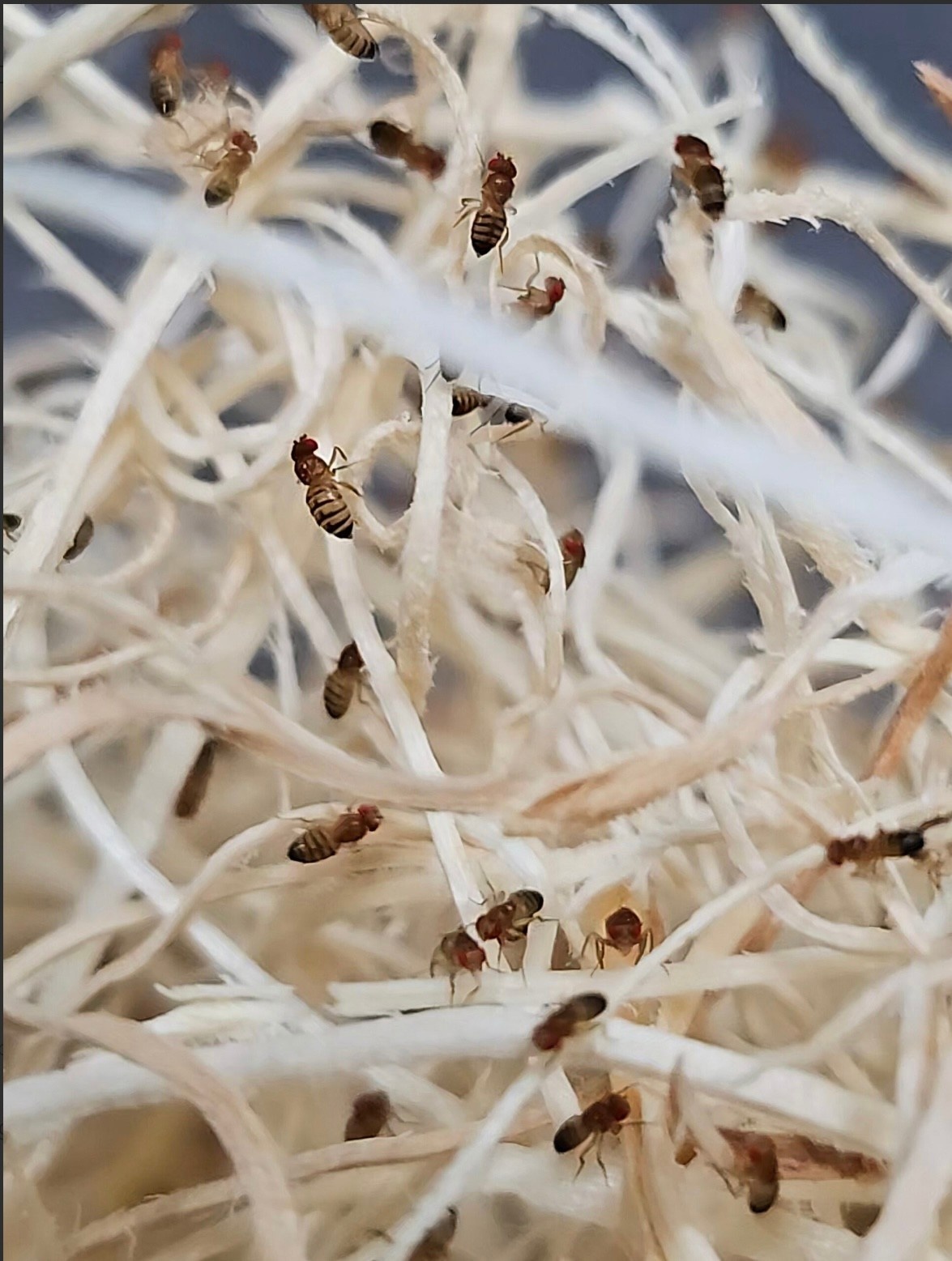 La Swamp Culture de mouche à fruit/Fruit Flies   Drosophila Melanogaster