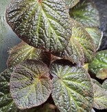 La Swamp Plante Begonia Manaus