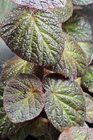 La Swamp Begonia Manaus Plant