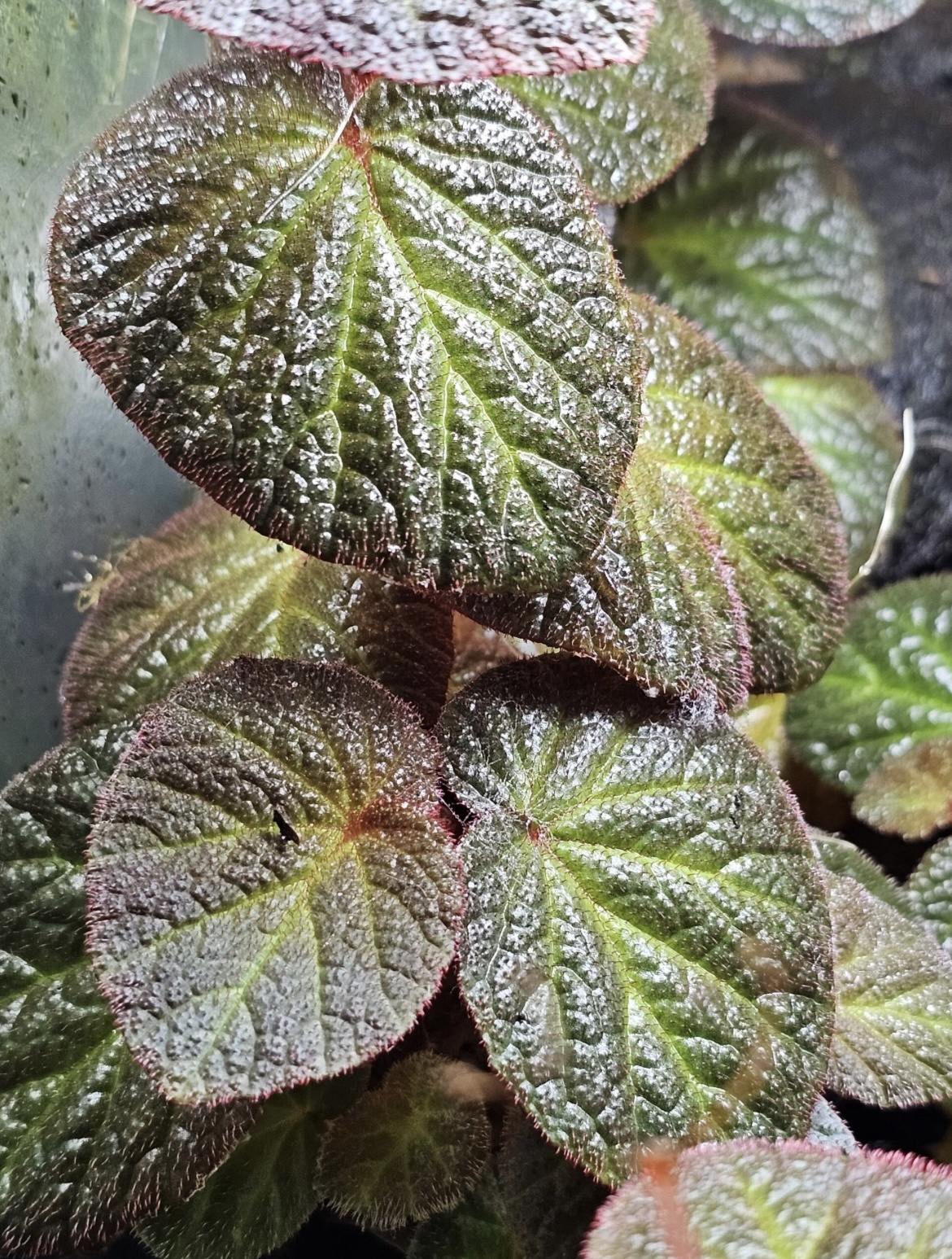 La Swamp Begonia Manaus Plant