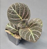 La Swamp Pearcea hypocyrtiflora plant