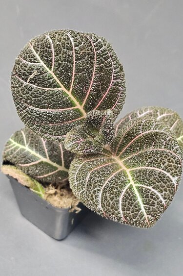 La Swamp Pearcea hypocyrtiflora plant