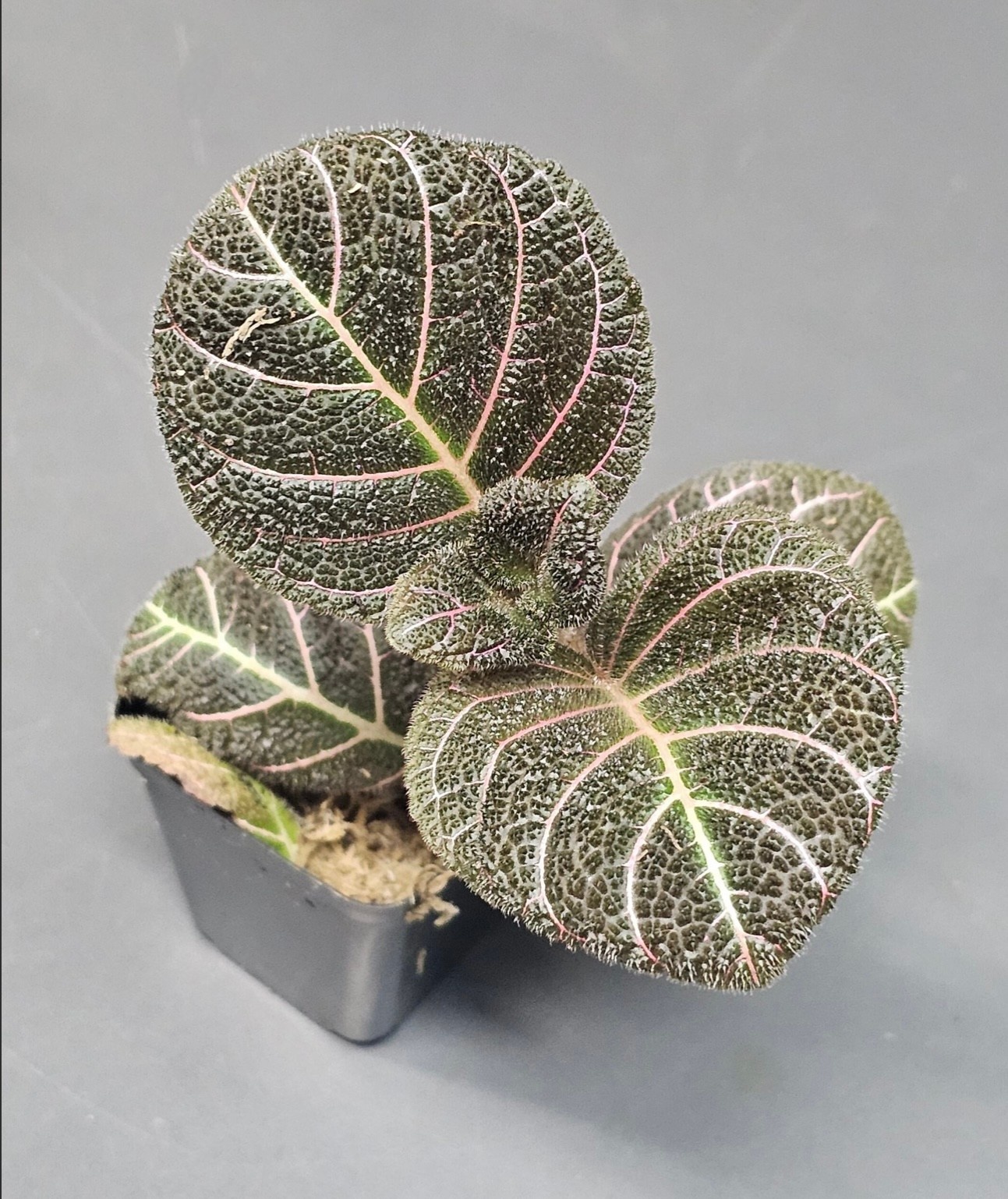 La Swamp Plante Pearcea hypocyrtiflora