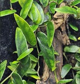 La Swamp Ficus Panama Plant