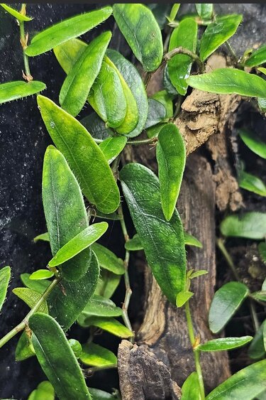 La Swamp Plante Ficus Panama