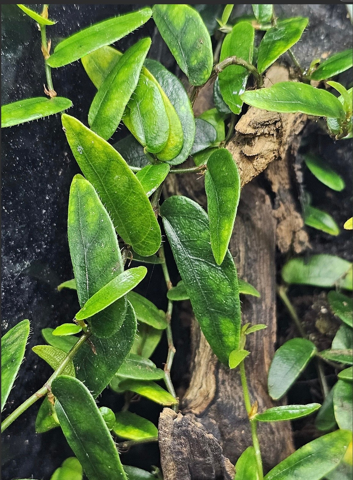 La Swamp Ficus Panama Plant