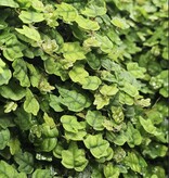 La Swamp Ficus Oak leaf plant