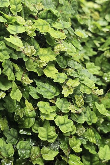 La Swamp Ficus Oak leaf plant