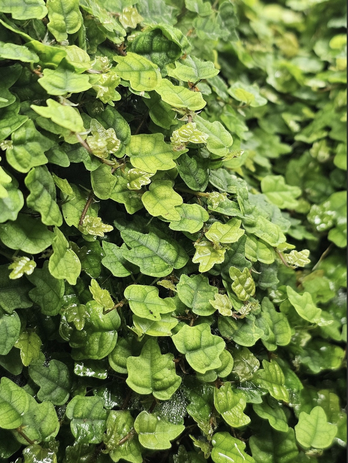 La Swamp Ficus Oak leaf plant