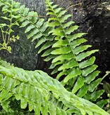 La Swamp Nephrolepsis fern plant