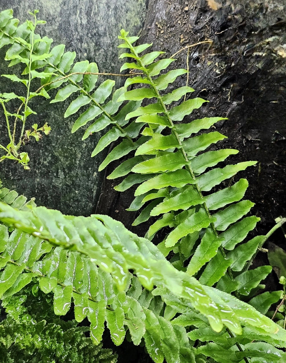 La Swamp Nephrolepsis fern plant