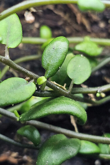 La Swamp Solanum Evolvulifolium Plant Green