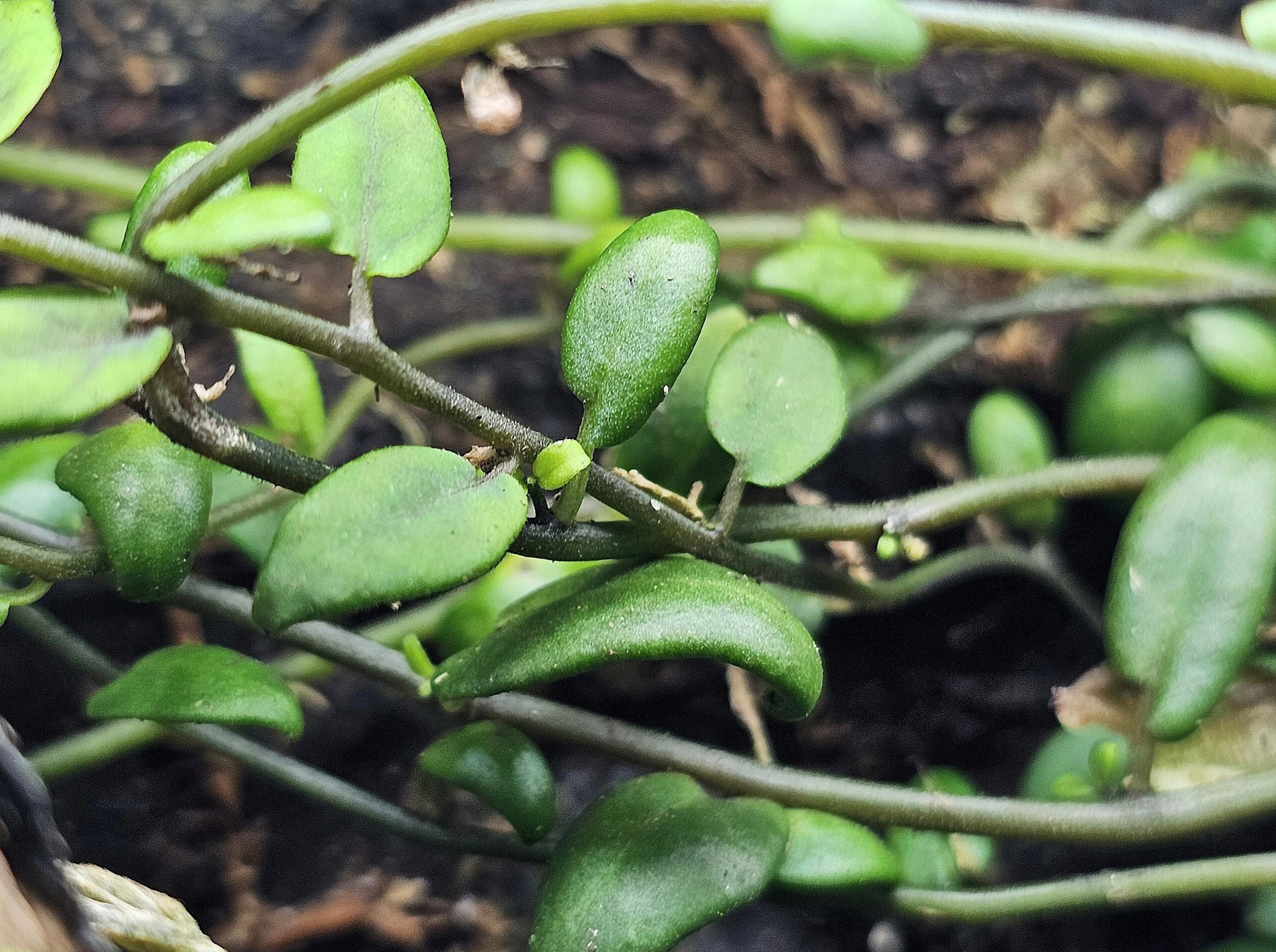 La Swamp Plante Solanum Evolvulifolium Green