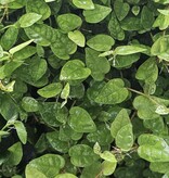 La Swamp Ficus Colombia Plant