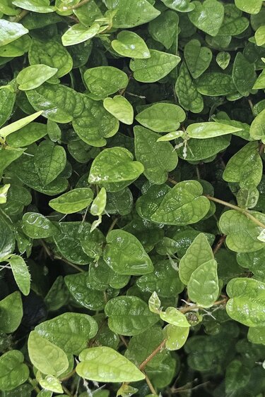 La Swamp Ficus Colombia Plant