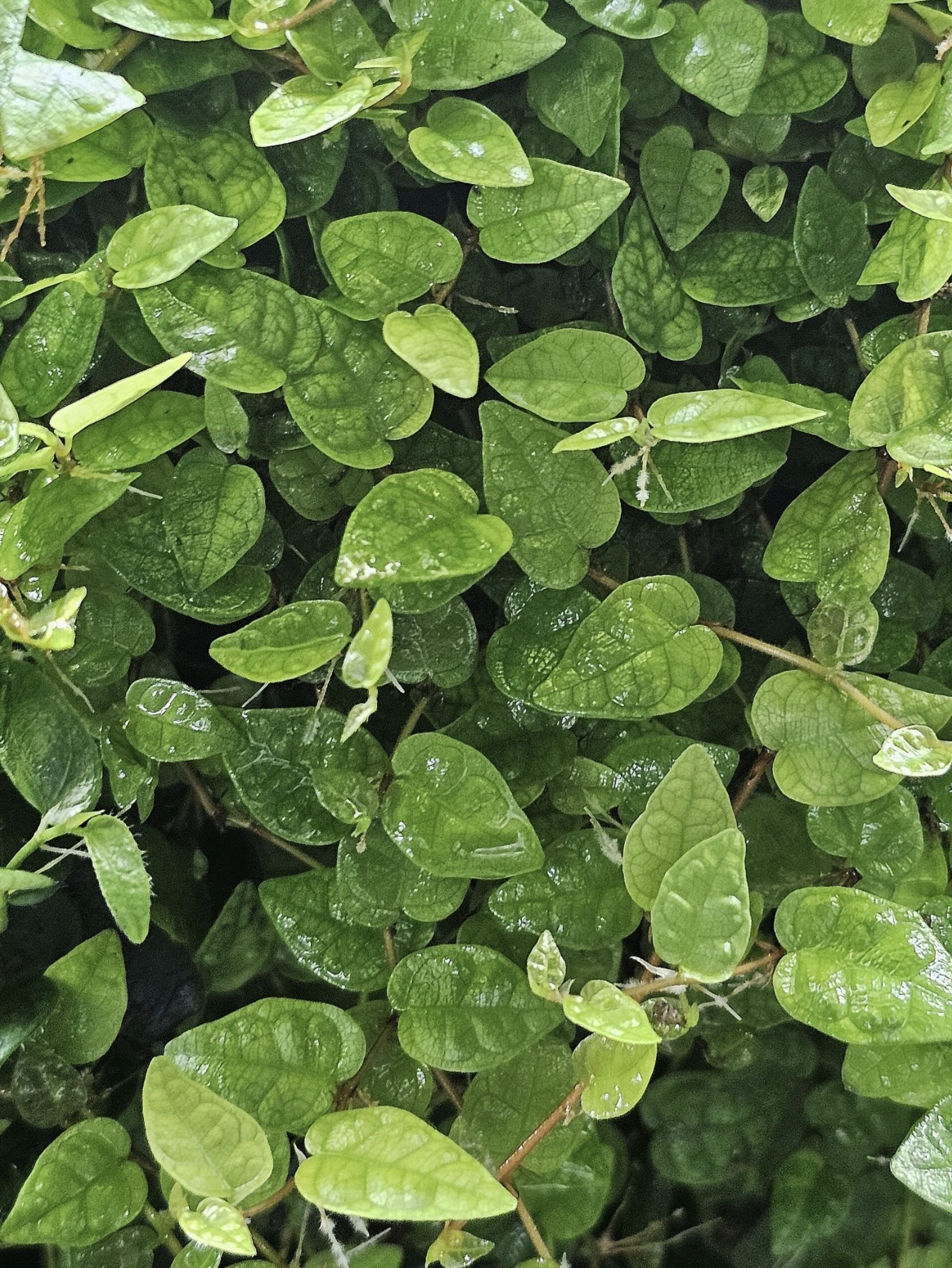 La Swamp Ficus Colombia Plant