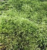 La Swamp Living Tropical Moss Plant